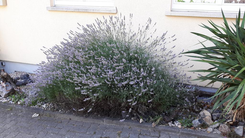 Winzerhof Senn Apartment Фогтсбург Екстериор снимка